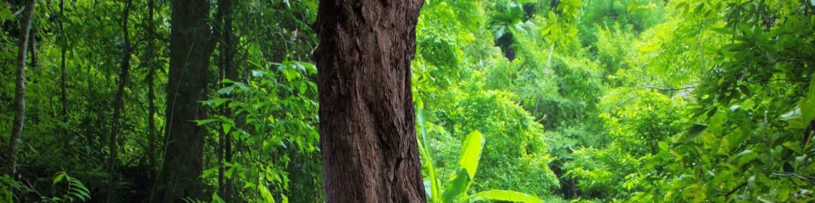 Illustration éditable du projet Reboisement participatif des pentes de Taounate